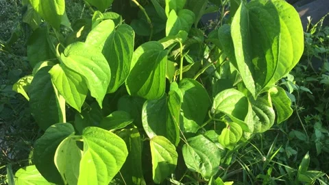 Betel leaf Stock Footage 132532396