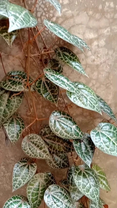 Betel leaf Stock Footage 231657445