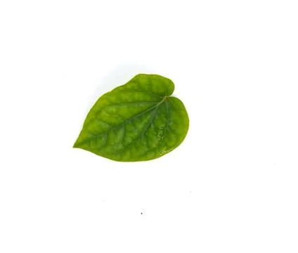 Betel leaf image Foto stock