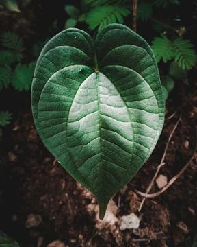 Betel Leaf Stock Photos
