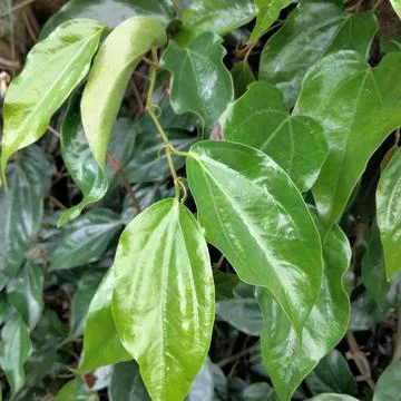 Betel leaf Stock Photos