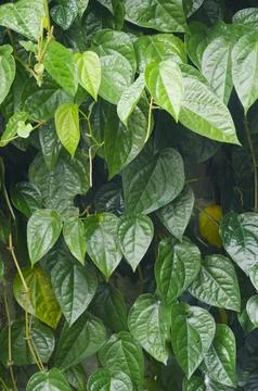 Betel leaf Stock Photos