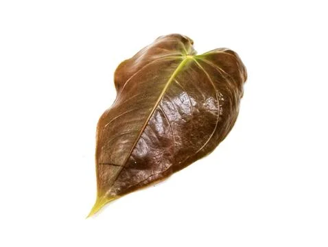 Betel leaf Stock-Fotos
