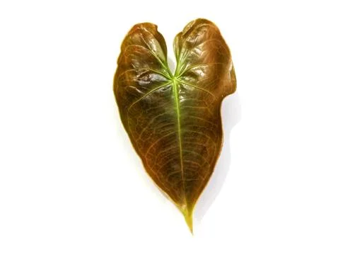 Betel leaf Stock-Fotos