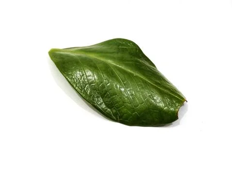 Betel leaf Stock-Fotos