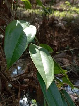 Betel leaf Stock Photos