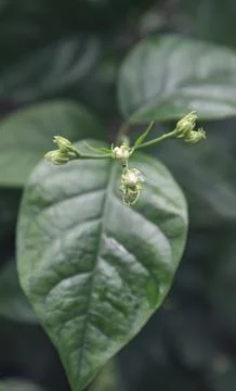 Betel leaf with tiny buds, herbal botanical macro background. Stock Photos