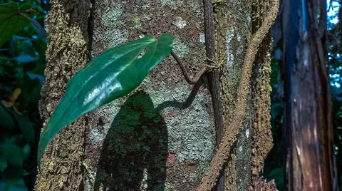 Betel leaf on the tree Stock-Fotos