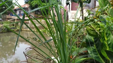 Betel leaf in the wind Video stock 132087932