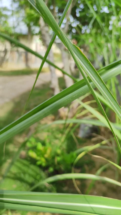 Betel leaf in the yard Stock Footage 239982249