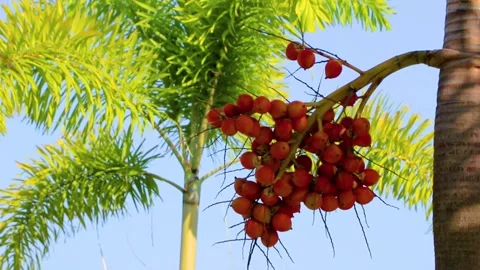 Betel nut palm tree with red fruits in tropical Thailand. Stock Footage 317086562