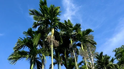 Betel nut palms against the sky Stock Footage 107911093
