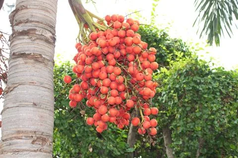 Betel nut Stock Photos