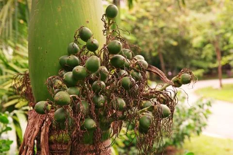 Betel nut Stock Photos