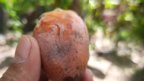 The betel nut shown up close, captured in macro footage Video stock 294377290
