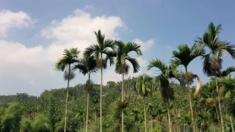 Betel nut tree Stock Footage 140602460