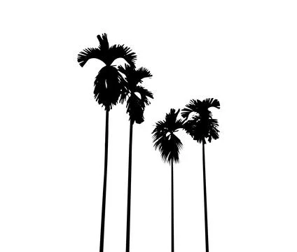 Betel nut tree silhouette vector illustration, coconut tree  vector art, Stock Illustration