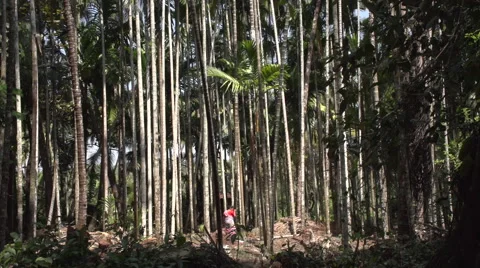 Betel-nut Trees at Goa, India Stock Footage 43035239