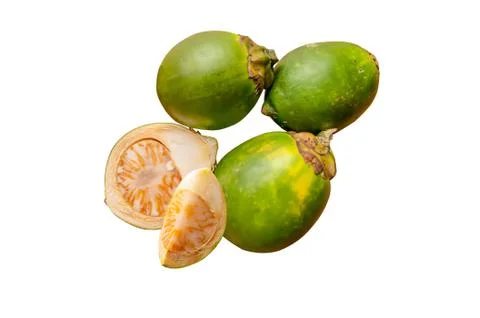 Betel palm,areca catechu. Stock Photos