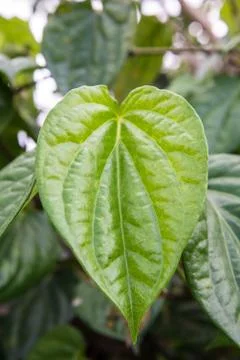 Betel Stock Photos
