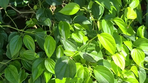 Betel plant Stock Footage 340536312