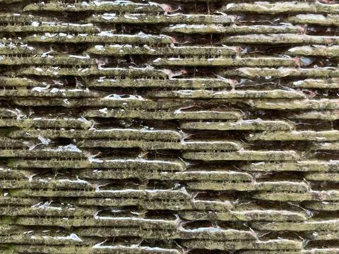 Betel Stacking stone background Stock Photos
