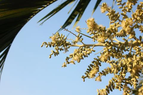 Betel tree Stock Photos