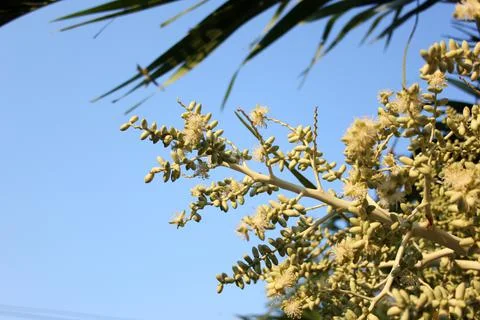 Betel tree Stock Photos