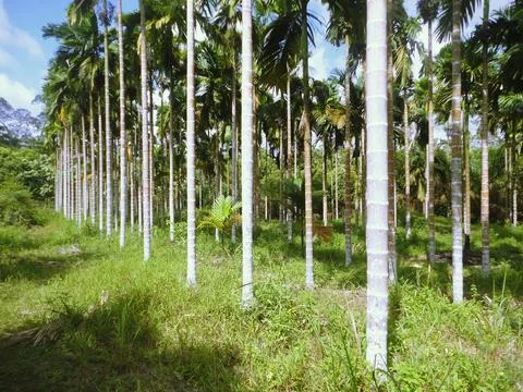 Betel_trees Stock Photos
