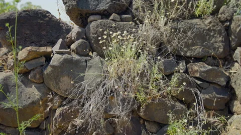 Bethsaida Archaeology Stock Footage 169524510