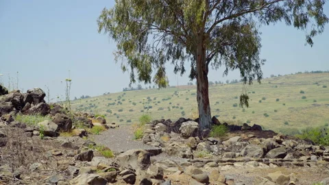 Bethsaida Archaeology Stock Footage 169527846