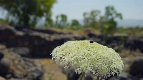 Bethsaida Flower Stock Footage 169528138