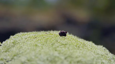 Bethsaida Flower Stock Footage 169528167