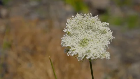 Bethsaida Flower Stock Footage 169528194