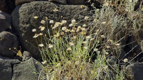 Bethsaida Flower Stock Footage 169528318
