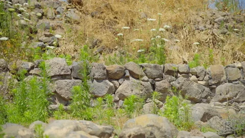 Bethsaida Flower Stock Footage 169528459