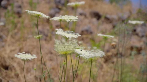 Bethsaida Flower Stock Footage 169528563