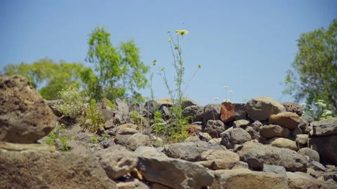 Bethsaida Flower Stock Footage 169528577