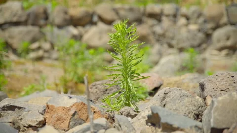 Bethsaida Flower Stock Footage 169528751