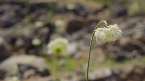 Bethsaida Flower Stock Footage 169528932