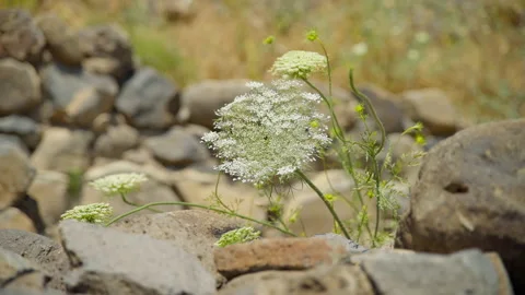 Bethsaida Flower Stock Footage 169529018