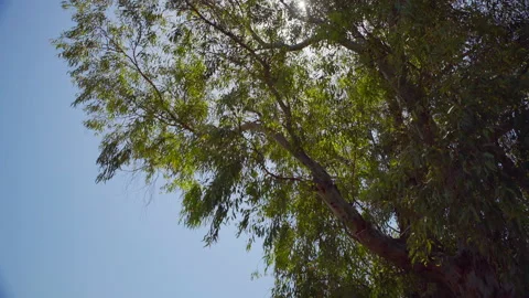 Bethsaida Tree Stock Footage 169529619