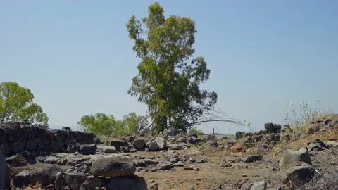 Bethsaida Tree Stock Footage 169529769