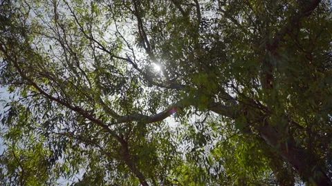 Bethsaida Tree Stock Footage 169529772