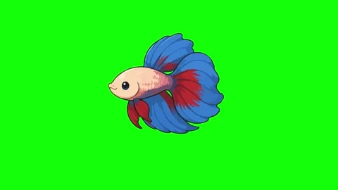 Betta animated swimming gracefully moving blue fins 4k green screen backgroun Stock Footage 345856540