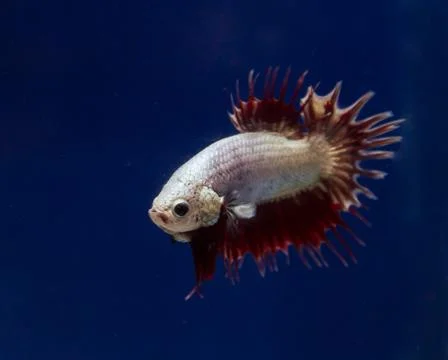 Betta in a blue background Stock Photos