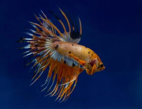 Betta in a blue background Stock Photos