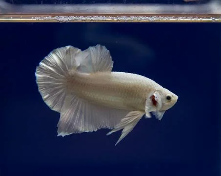 Betta in a blue background Foto stock