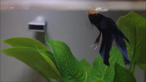 Betta eating best sale