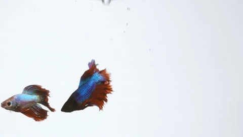 Betta Fighting Aggression Aquarium Fish On White Background Stock Footage 114818781